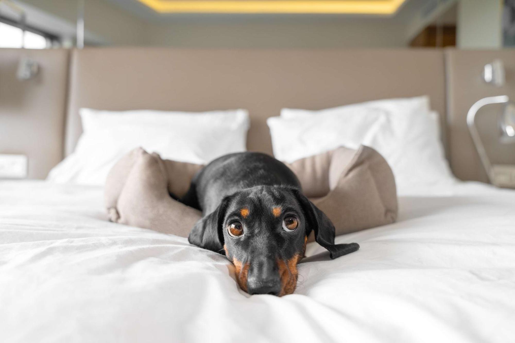 Hilton Anatole Hotel Далас Екстериор снимка